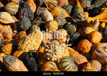 Hocking Hills Ansicht des Herbstes erntete bunte Kürbisse auf einem Feld im Freien Verkäufe von oben in Ohio USA USA niemand horizontal hochauflösende Stockfoto