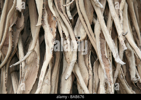 Einzigartige Textur grobe Baum Rinde Muster Hintergrund Stockfoto