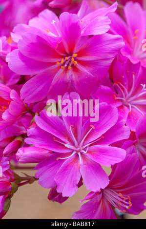 Lewisia Cotyledon "Regenbogen gemischt" Stockfoto