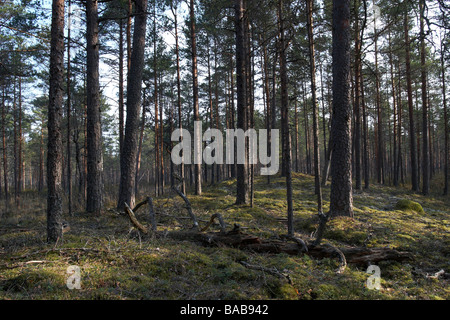 Pinienwald in Estland Stockfoto