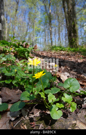 Buchenwald im Frühjahr. Ein Scharbockskraut oder kleinen Schöllkraut (Ranunculus Ficaria) blüht auf dem Waldboden. Stockfoto