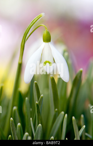 Galanthus Hybrid Schneeglöckchen Frühling Fotografien RHS Garden Harlow Carr Harrogate North Yorkshire England im März Stockfoto