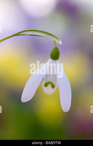 Galanthus Hybrid Schneeglöckchen Frühling Fotografien RHS Garden Harlow Carr Harrogate North Yorkshire England im März Stockfoto