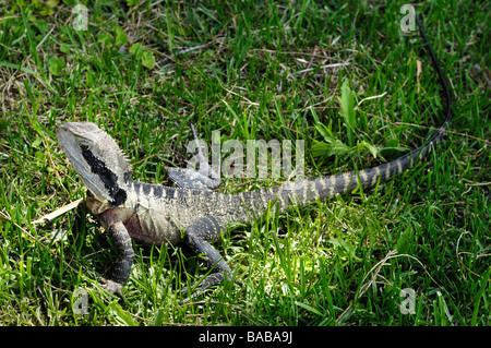 Eine Eidechse auf einem grasbewachsenen Bank, Marine Parade, Manly, in der Nähe von Sydney, NSW, Australien Stockfoto