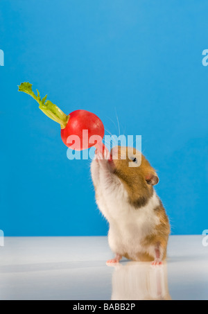 lustige Goldhamster Hamster frisst einen Radieschen kleine Radieschen laden Lager Essen holen Nagetier blauen Hintergrund Teddy Hamster Stockfoto