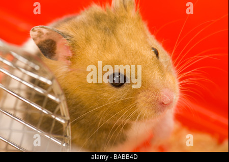 Goldhamster Hamster Porträt roten Hintergrund Leerbeutel Shop Lager Essen holen Nagetier blauen Hintergrund rot Teddy Hamster ansiedelten Stockfoto