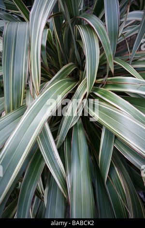 Phormium tenax / Neuseelandflachs, rosa Rand, Riemchen Laub Stockfoto