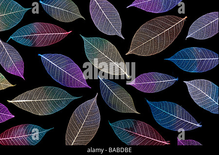 Farbige Skelett Blätter Muster auf schwarzem Hintergrund Stockfoto