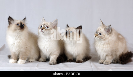 Vier Neva Masquerade Kätzchen (AKA Colorpoint sibirische Waldkatze). Stockfoto