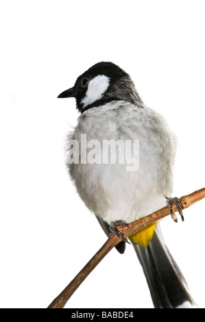 Weiße eared Bulbul Pycnonotus Leucotis isoliert auf Ast Stockfoto