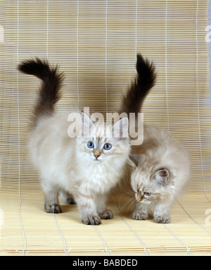 Zwei Neva Masquerade Kätzchen (AKA Colorpoint sibirische Waldkatze). Stockfoto