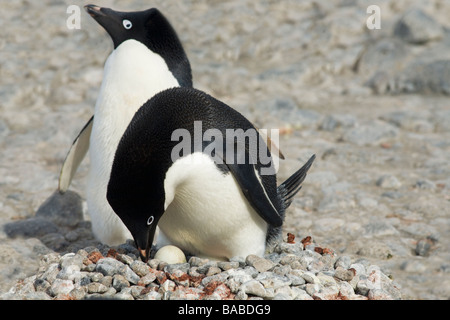 Zuchtpaar von Adelie-Pinguine Pygoscelis Steinen Adeliae am Nest von kleinen Paulet Insel antarktischen Halbinsel Antarktis Stockfoto