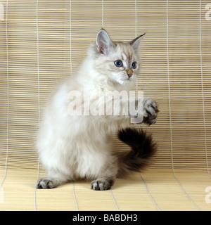 Neva Masquerade Kätzchen (AKA Colorpoint sibirische Waldkatze). Stockfoto