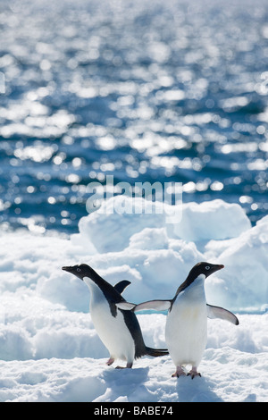 Adelie-Pinguine Pygoscelis Adeliae am Meer Packeis in der Nähe von Paulet Island und der antarktischen Halbinsel-Antarktis Stockfoto