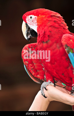 Red scarlet Ara Papagei sitzt auf Seite Stockfoto