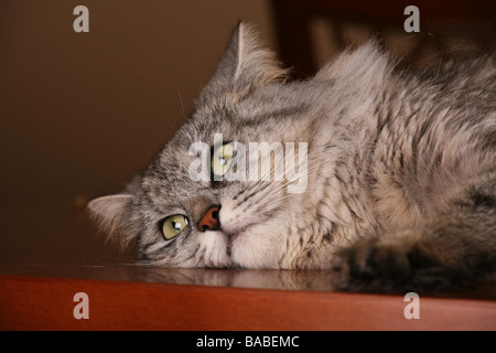 Silber Sibirische Katze. Stockfoto