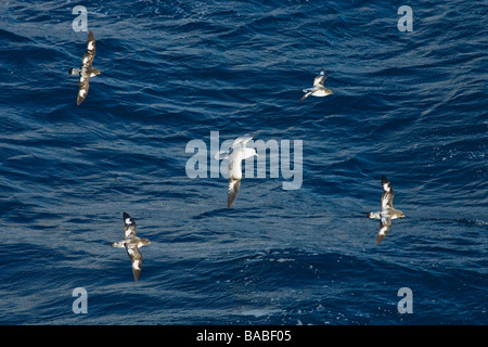 Cape Sturmvögel Daption Capense fliegen mit Southern Fulmar Fulmarus Glacialoides südlichen Ozean Antarktis Stockfoto