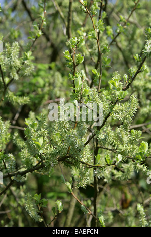 Goat Willow, Salix Caprea, Salicaceae, weibliche Kätzchen Fruchtkörper Stockfoto