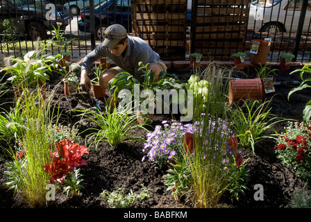 Hispanic/italienische Landschaftsgestaltung Architekt in angehobener Mehrjährig Blumen Garten für Apartment Gebäude in Chicago Illinois arbeiten Stockfoto