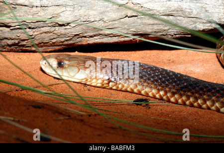 Australische King Brown Snake, oder Mulga Schlange, Pseudechis australis. Auch als Pilbara Cobra bekannt. Stockfoto