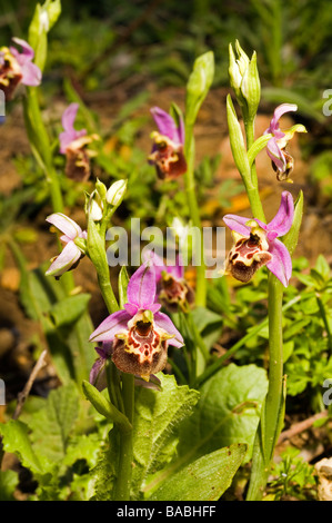 Biene Orchidee, Ophrys SP., Mugla Türkei April Stockfoto