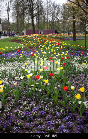 Tulpe Blumen im Keukenhof Park, Lisse, Garten Europas, der weltweit größte Blume Garten, Niederlande. Stockfoto