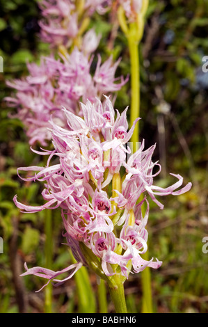 Wilde Orchidee Orchis Italica, Mugla Türkei April Stockfoto