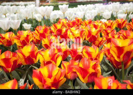 Tulpen Blumen im Keukenhof Park, Lisse, Niederlande, Holland Stockfoto