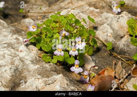 Efeu-leaved Kröte-Flachs, Cymbalaria Microcalyx, Kas Antalya Türkei April 2009 Stockfoto