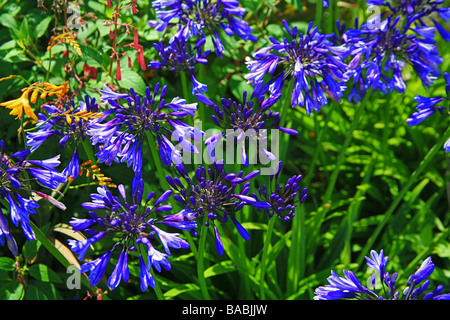 Agapanthus Blüten in South African Garden in The Garden House in Buckland Monachorum, Devon, Enghland, UK Stockfoto