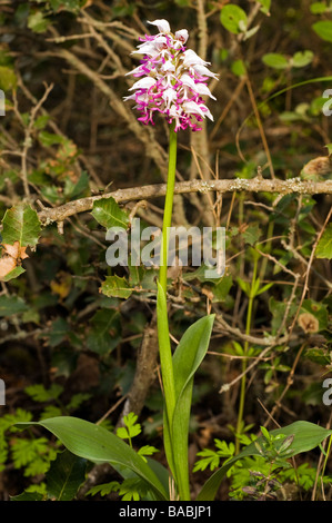 Affe Orchidee Orchis Simia, Kas Antalya April 2009 Stockfoto
