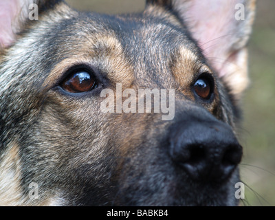 Der Deutsche Schäferhund Hund Augen hautnah Stockfoto