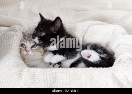 Porträt wenig Tabby und schwarzen und weißen Kätzchen zusammen sich kuschelte Stockfoto