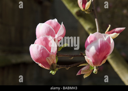 Attraktive Magnolie blüht auf dem Friedhof von St. Mary The Virgin Oxford High Street Stockfoto