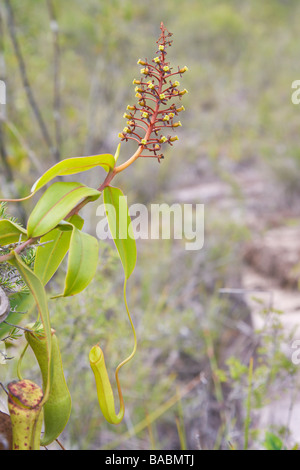 Kannenpflanze Nepenthes Gracilis Kannen und Blütenstand Bako Sarawak Borneo Malaysia Stockfoto