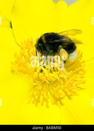 Eine Hummel, sammeln von Pollen von einer Blume gelb Marsh marigold Stockfoto