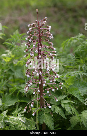 Gemeinsamen Pestwurz, Petasites Hybridus, Asteraceae Stockfoto