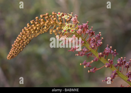 Kannenpflanze Nepenthes Rajah Blume Spike Detail Kinabalu Nat Park Sabah Borneo Malaysia Stockfoto