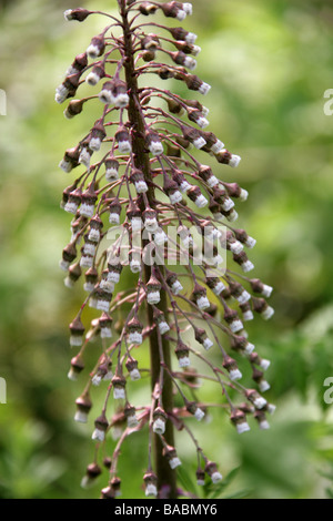 Gemeinsamen Pestwurz, Petasites Hybridus, Asteraceae Stockfoto