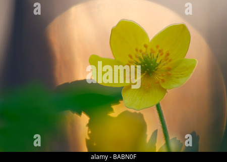 gelbe Anemone, gelbe Buschwindröschen oder Butterblume Anemone; Latein: Anemone ranunculoides Stockfoto