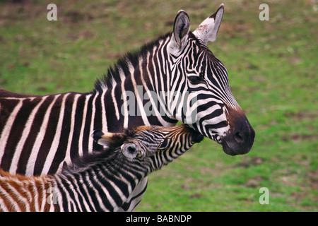 Zebra mit Fohlen nahe beieinander auf der grünen Wiese Stockfoto