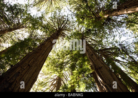 Sequoia Wald in Kalifornien Stockfoto