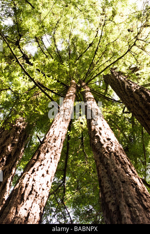 Sequoia Wald in Kalifornien Stockfoto