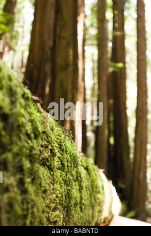 Sequoia Wald in Kalifornien Stockfoto