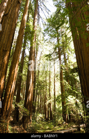 Sequoia Wald in Kalifornien Stockfoto