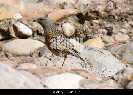 Alpine beobachtet Prunella Collaris stehen auf Felsen Stockfoto