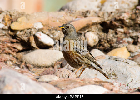 Alpine beobachtet Prunella Collaris stehen auf Felsen Stockfoto