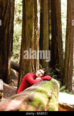 Sequoia Wald in Kalifornien Stockfoto