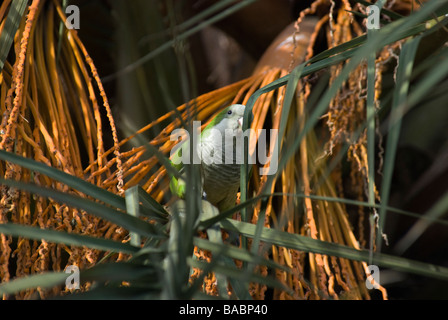 Mönch Parakeet Myiopsitta Monachus versteckt in Palme in der Nacht in Barcelona Stockfoto