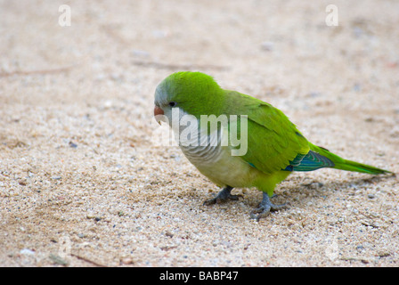 Mönch Parakeet Myiopsitta Monachus Fütterung auf dem Boden Stockfoto